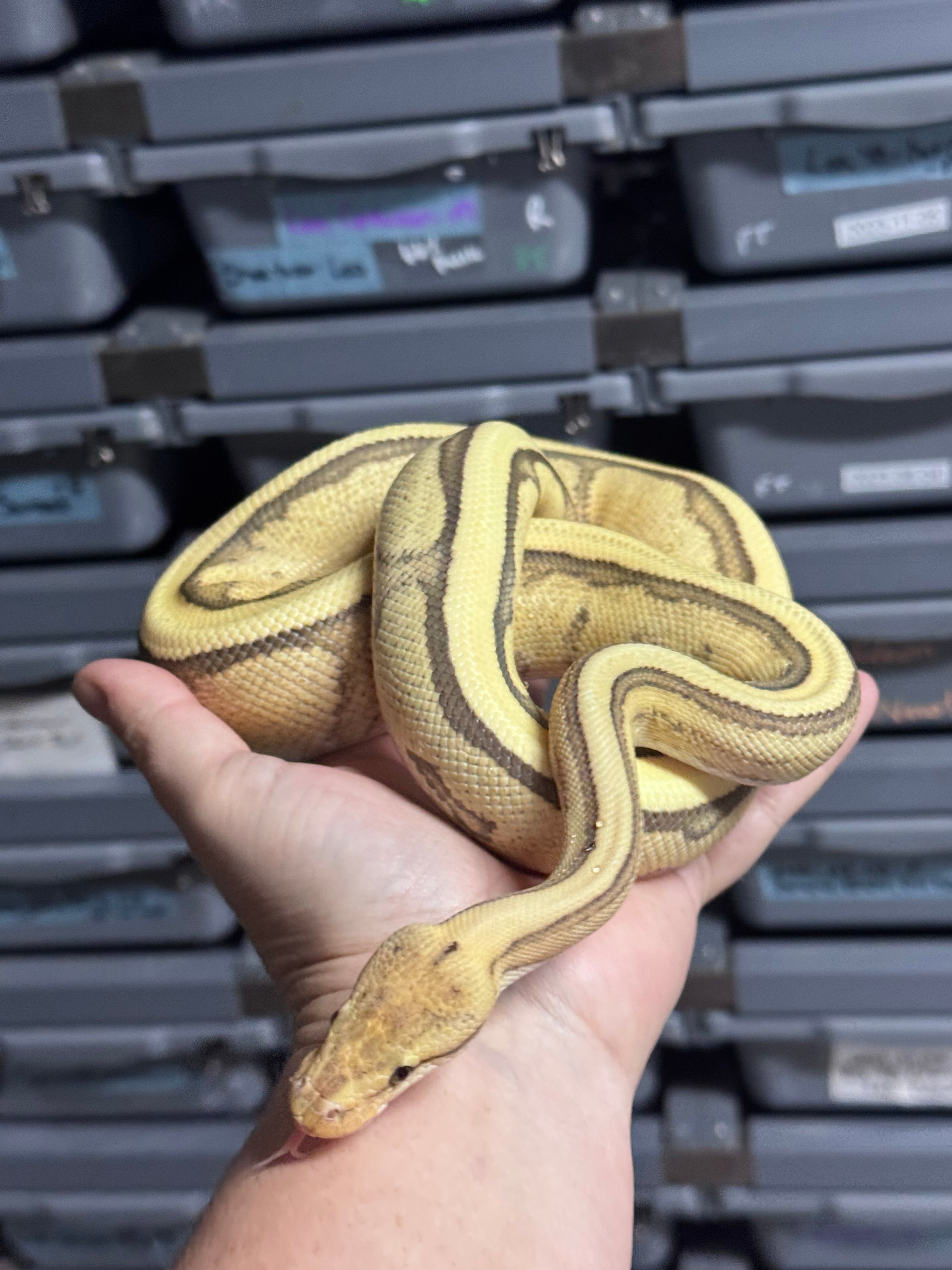 RS YB DG GS het Clown 50% het Hypo-Male