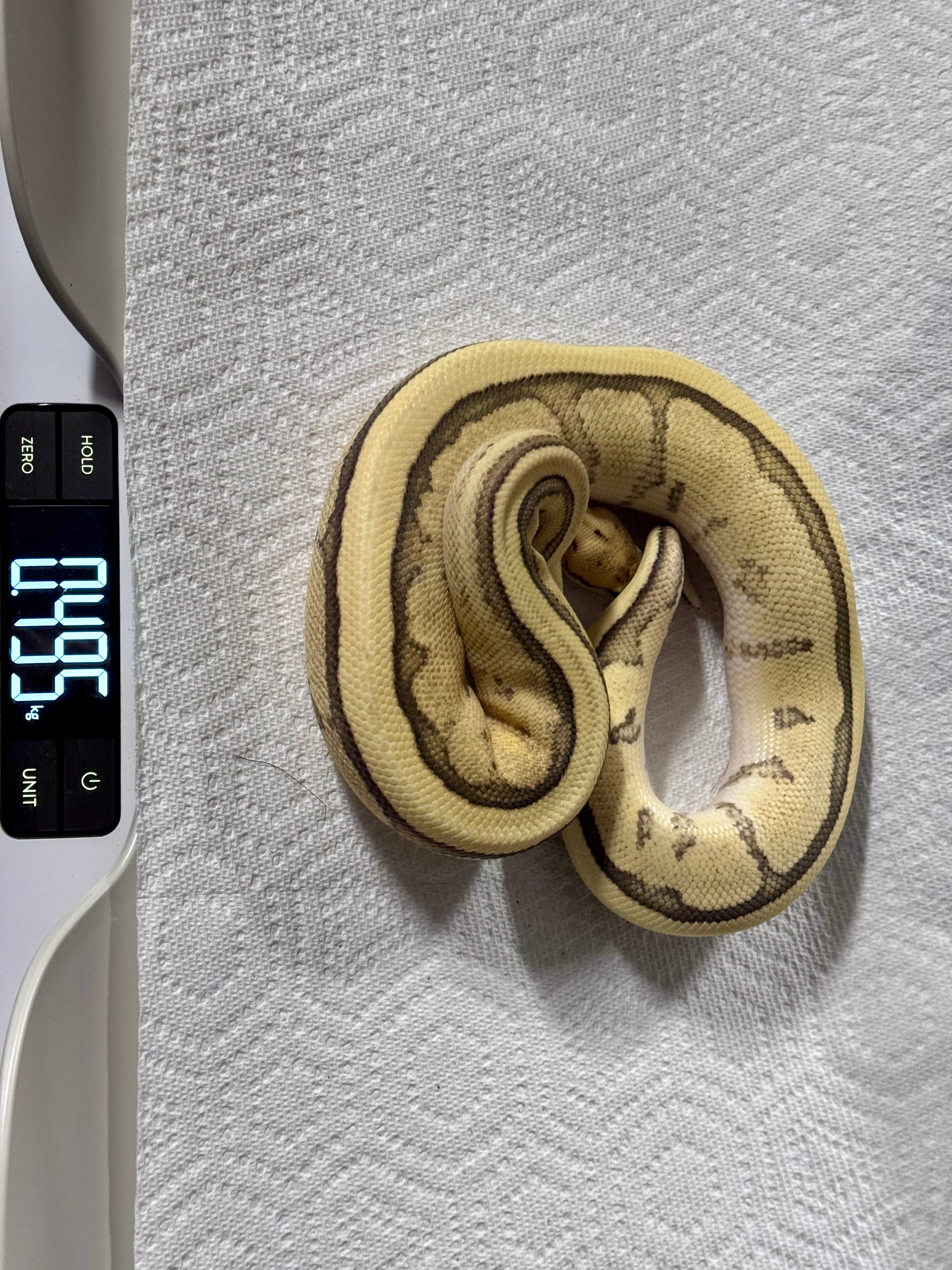 RS YB DG GS het Clown 50% het Hypo-Male