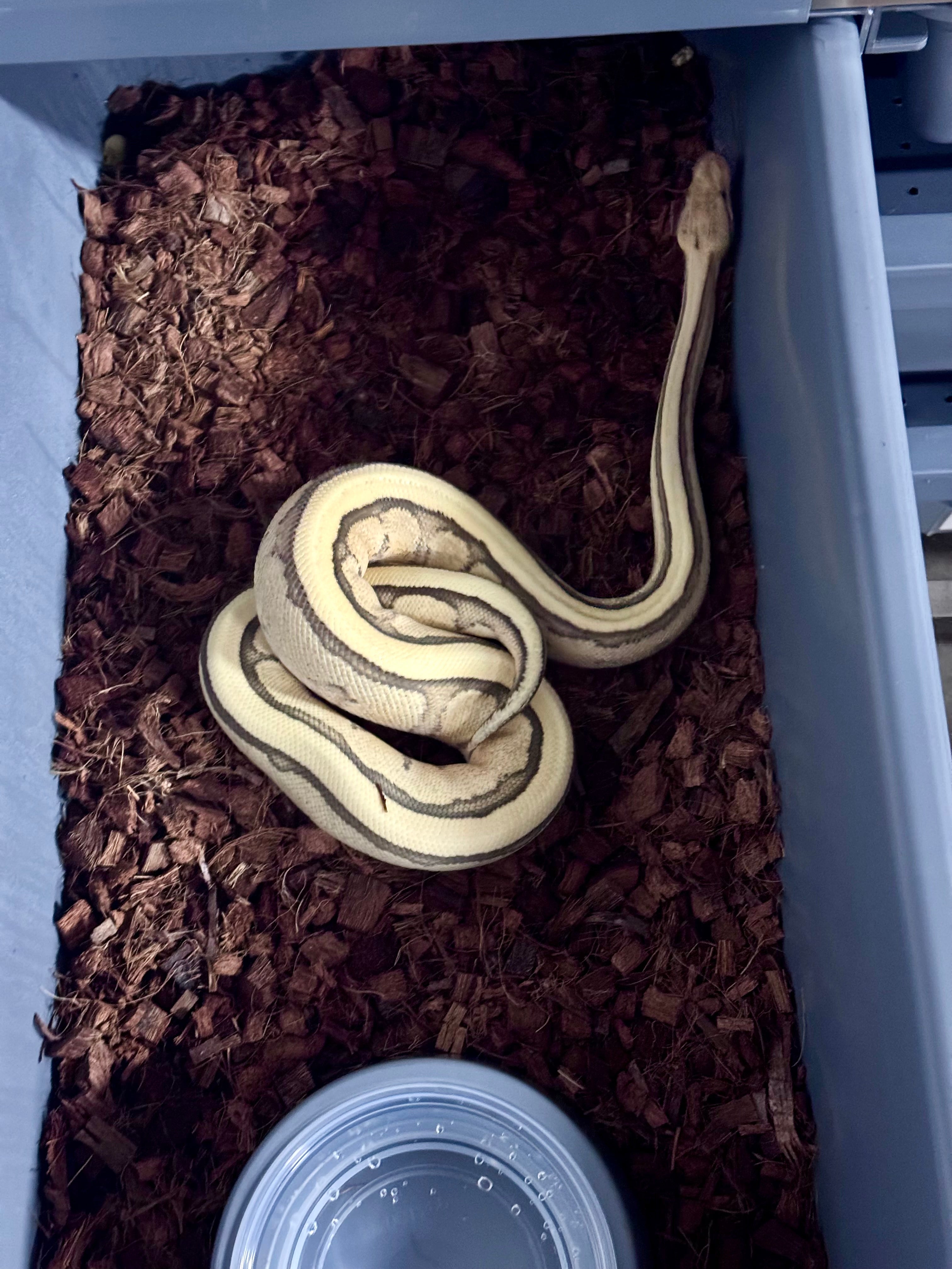 RS YB DG GS het Clown 50% het Hypo-Male