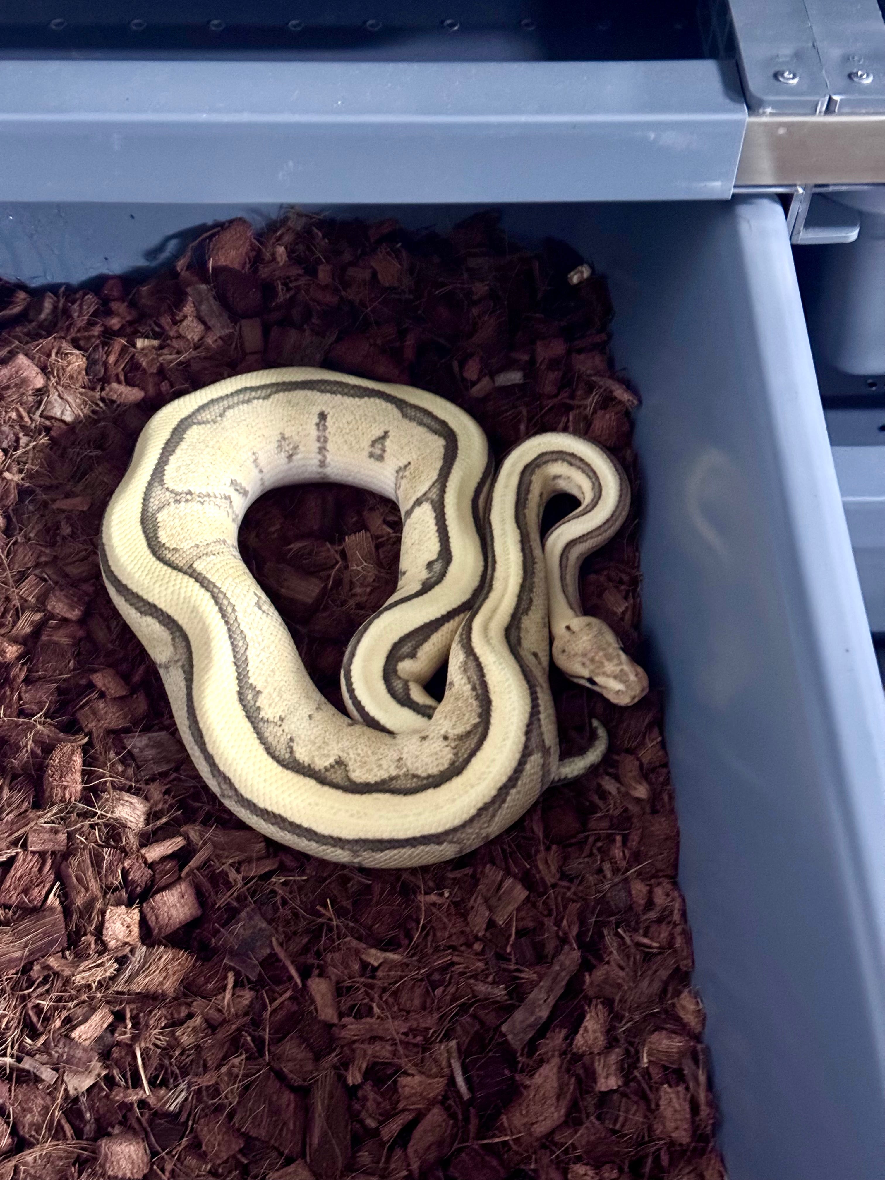 RS YB DG GS het Clown 50% het Hypo-Male