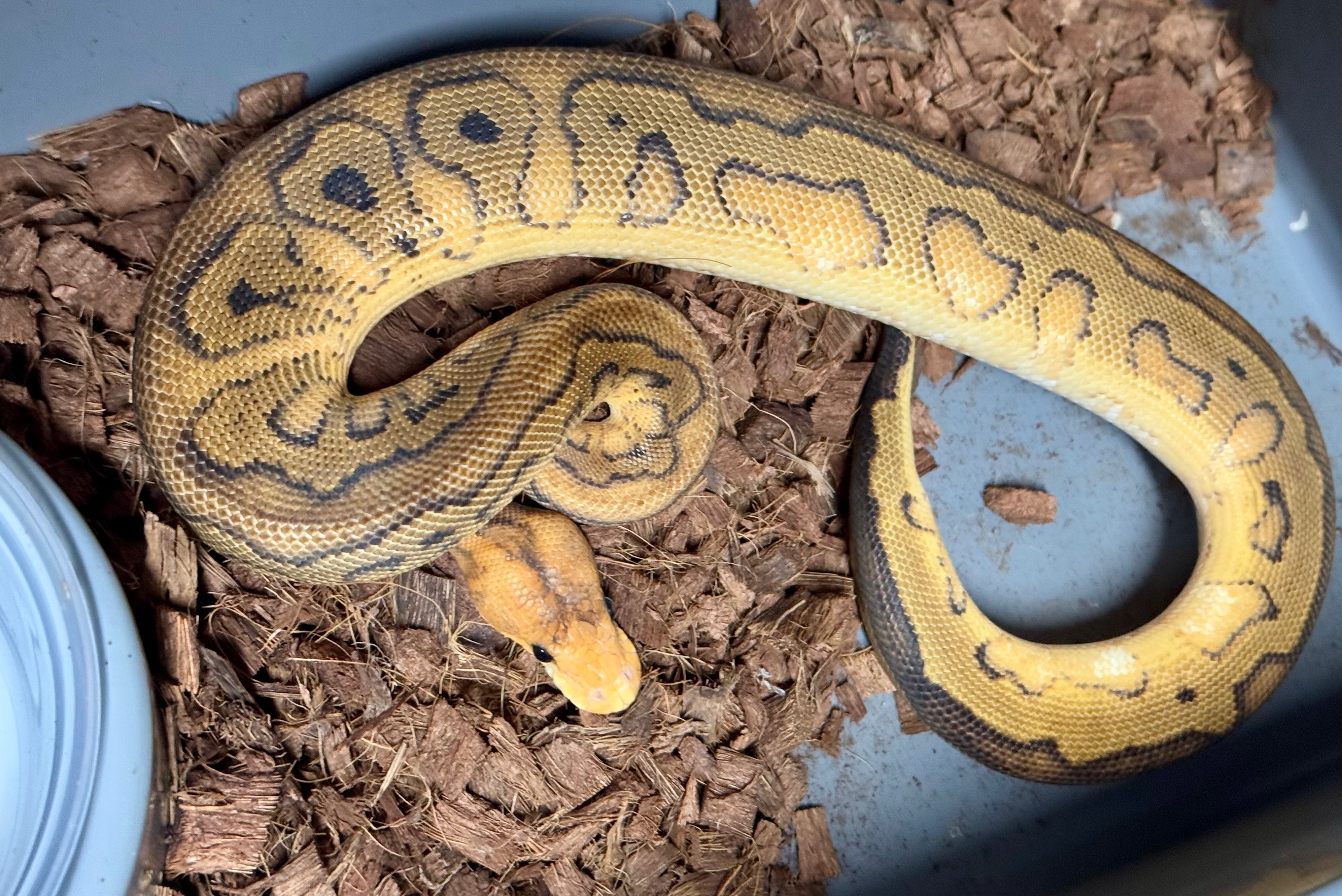 315g Champagne RS Leo YB Clown-Male