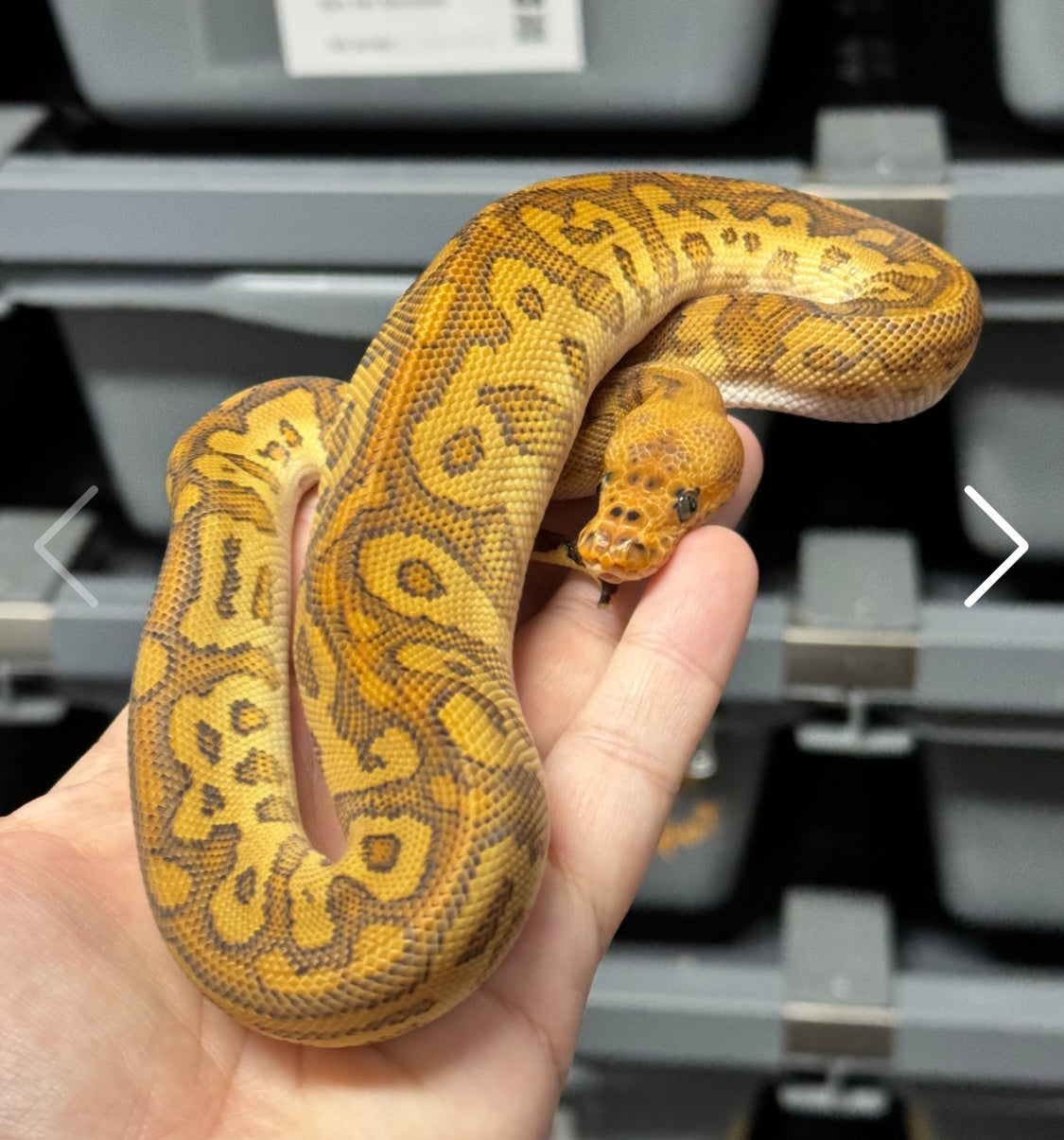 Cypress Redstripe (YB) Clown-Male