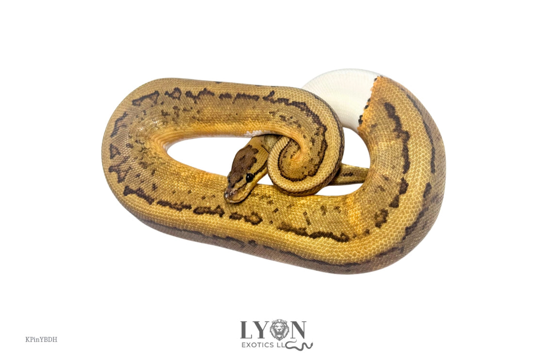 Pinstripe YB Pied Double Het Desert Ghost Clown-Male