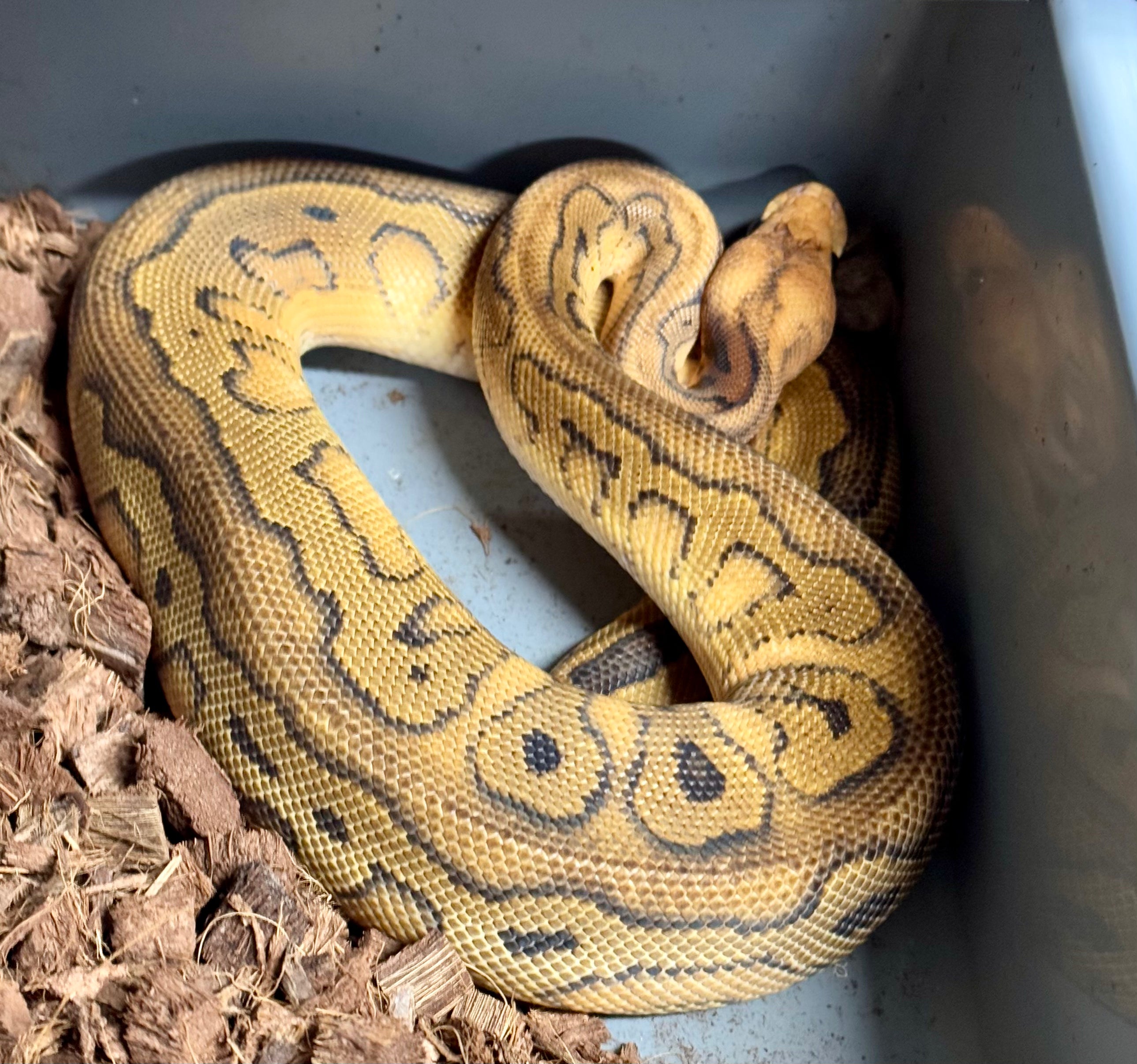 315g Champagne RS Leo YB Clown-Male