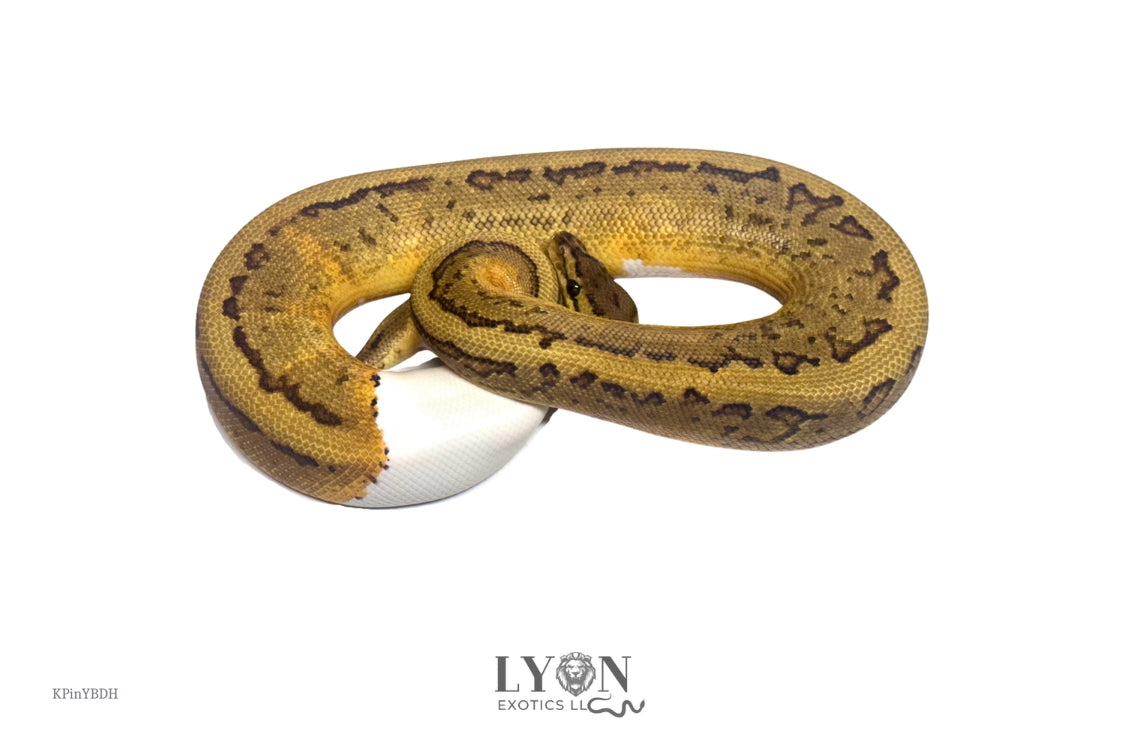 Pinstripe YB Pied Double Het Desert Ghost Clown-Male