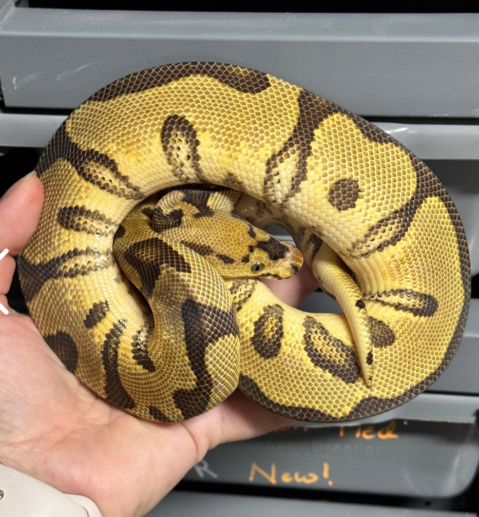 415g Enchi Spotnose Clown-Male