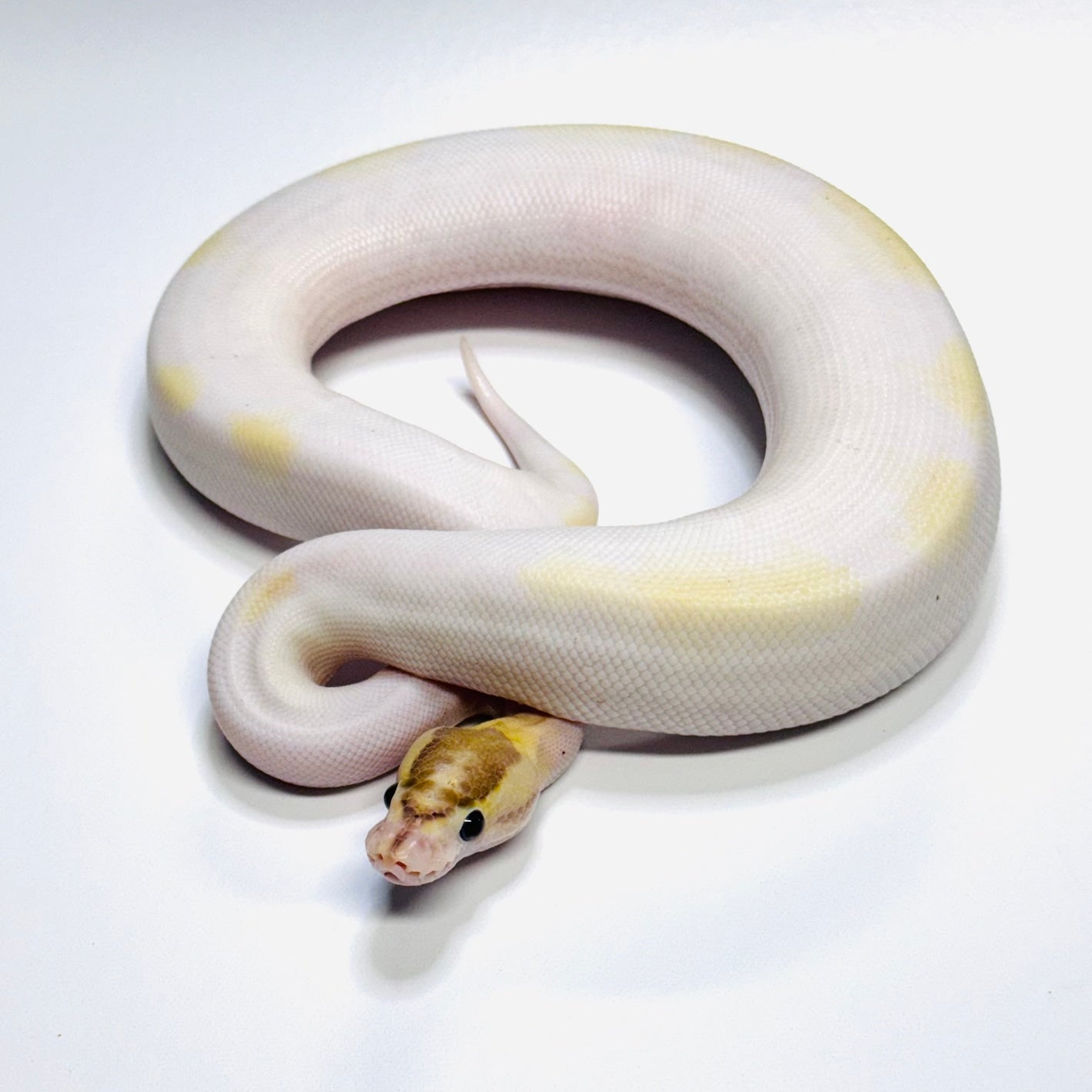 Enchi Orange Dream Ivory Pied het Lavender Albino-Male