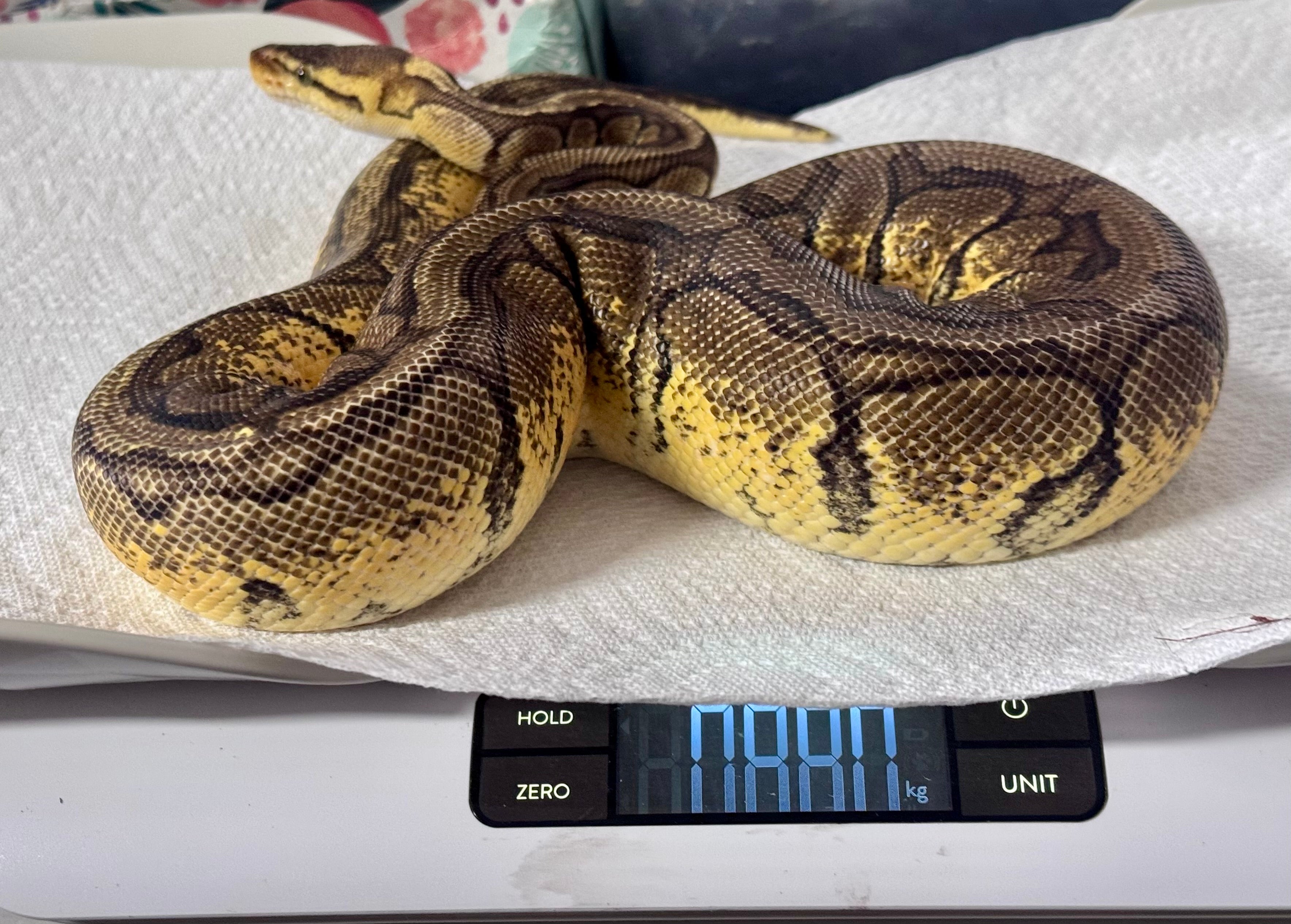 880g Pastel, Enchi, Pinstripe, Het DG-Female