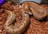 Enchi Pinstripe Proven Breeder-Female
