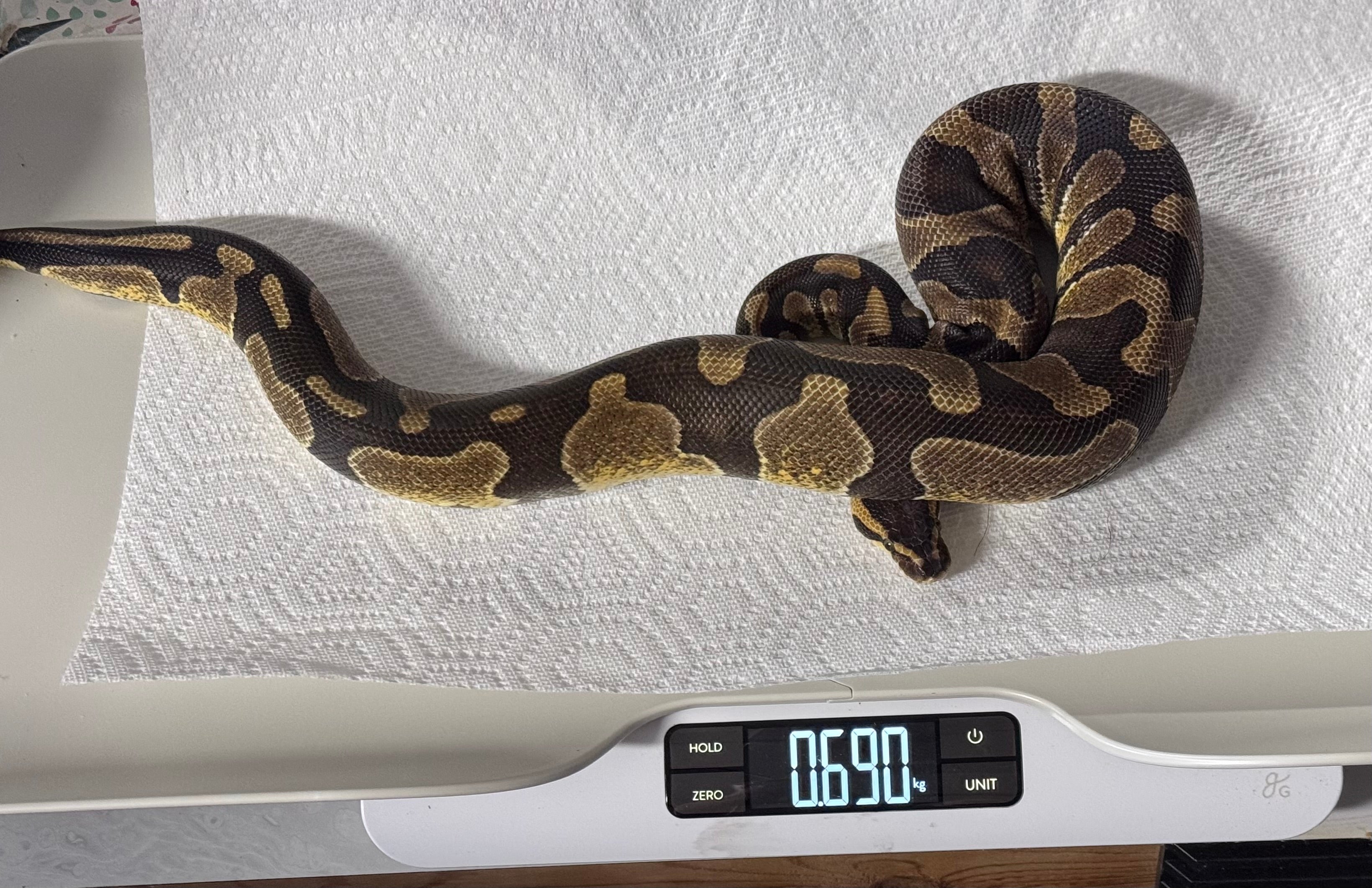 Enchi het Desert Ghost-Female