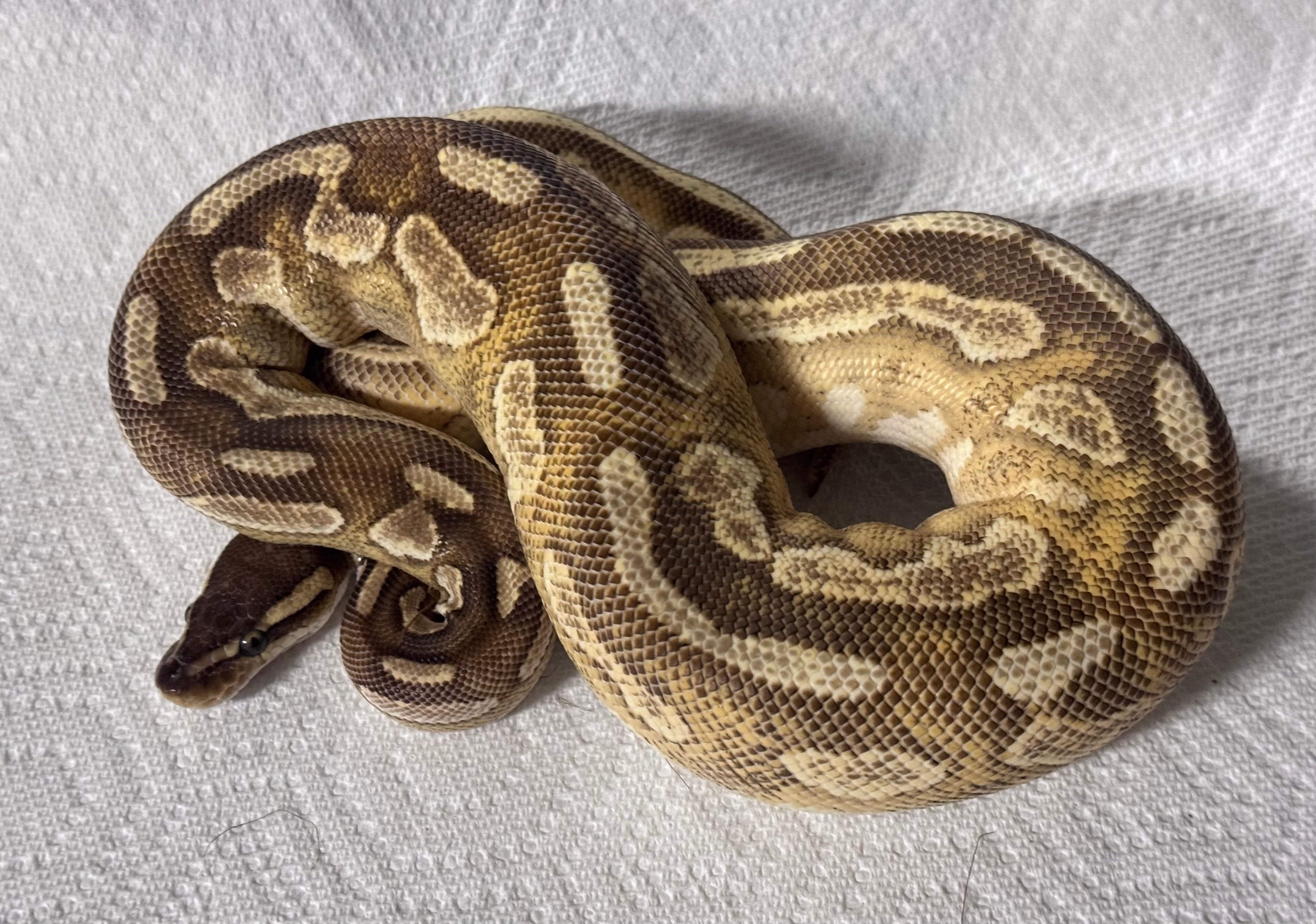 Enchi, Mojave, Cinnamon, YB, het Pied-Female