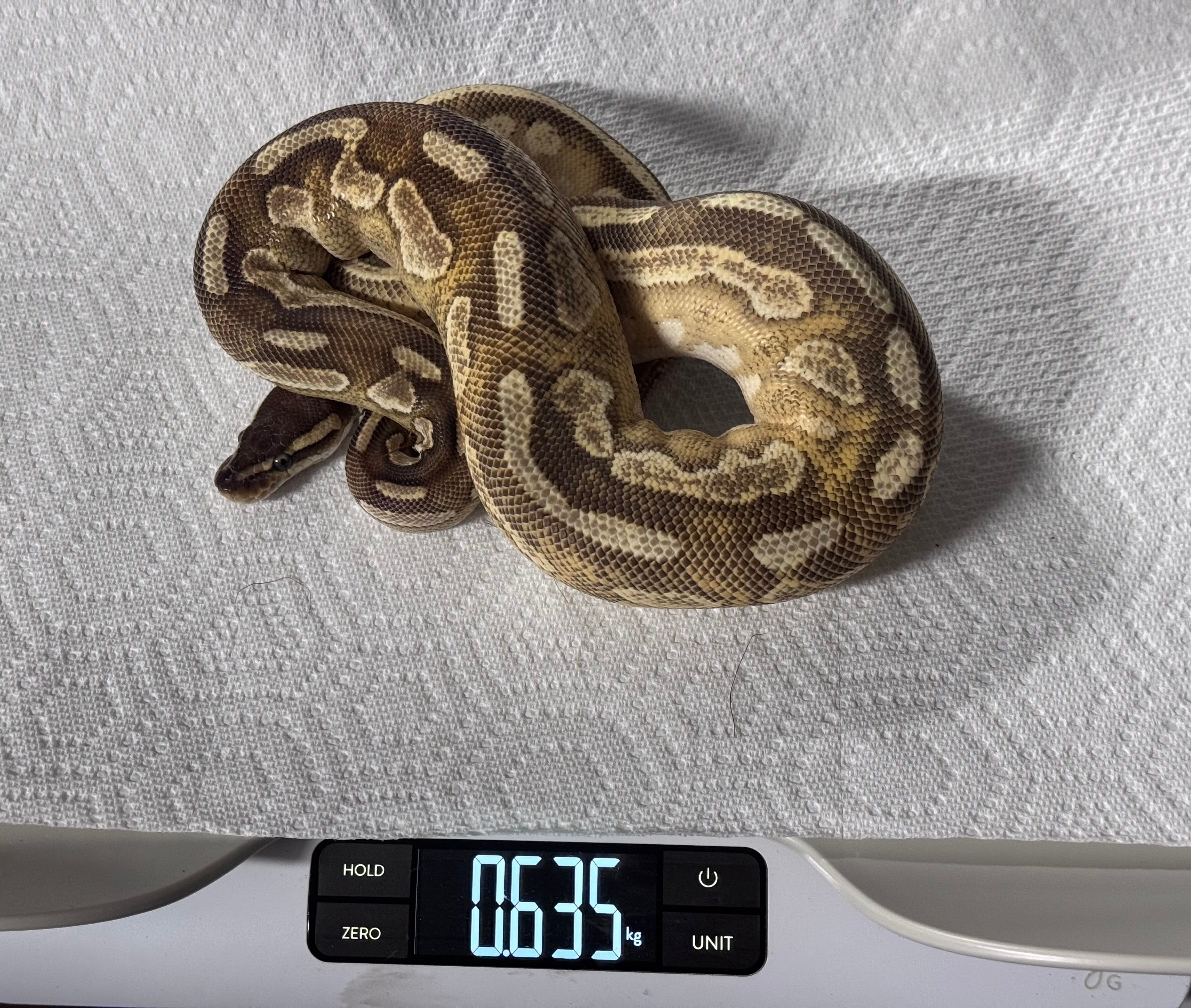 Enchi, Mojave, Cinnamon, YB, het Pied-Female