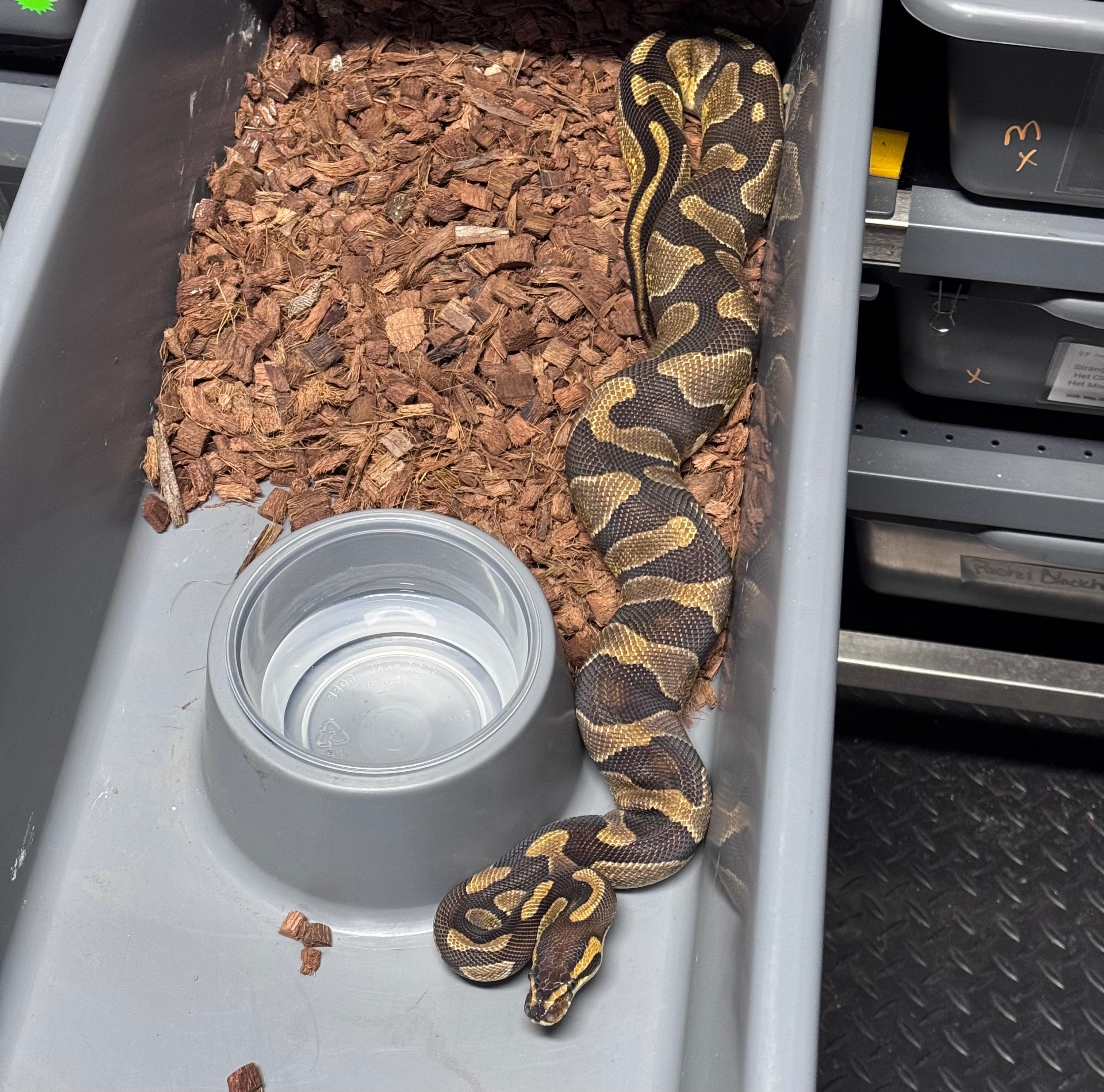 Enchi het Desert Ghost-Female