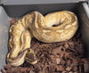 Enchi, Mojave, Cinnamon, YB, het Pied-Female