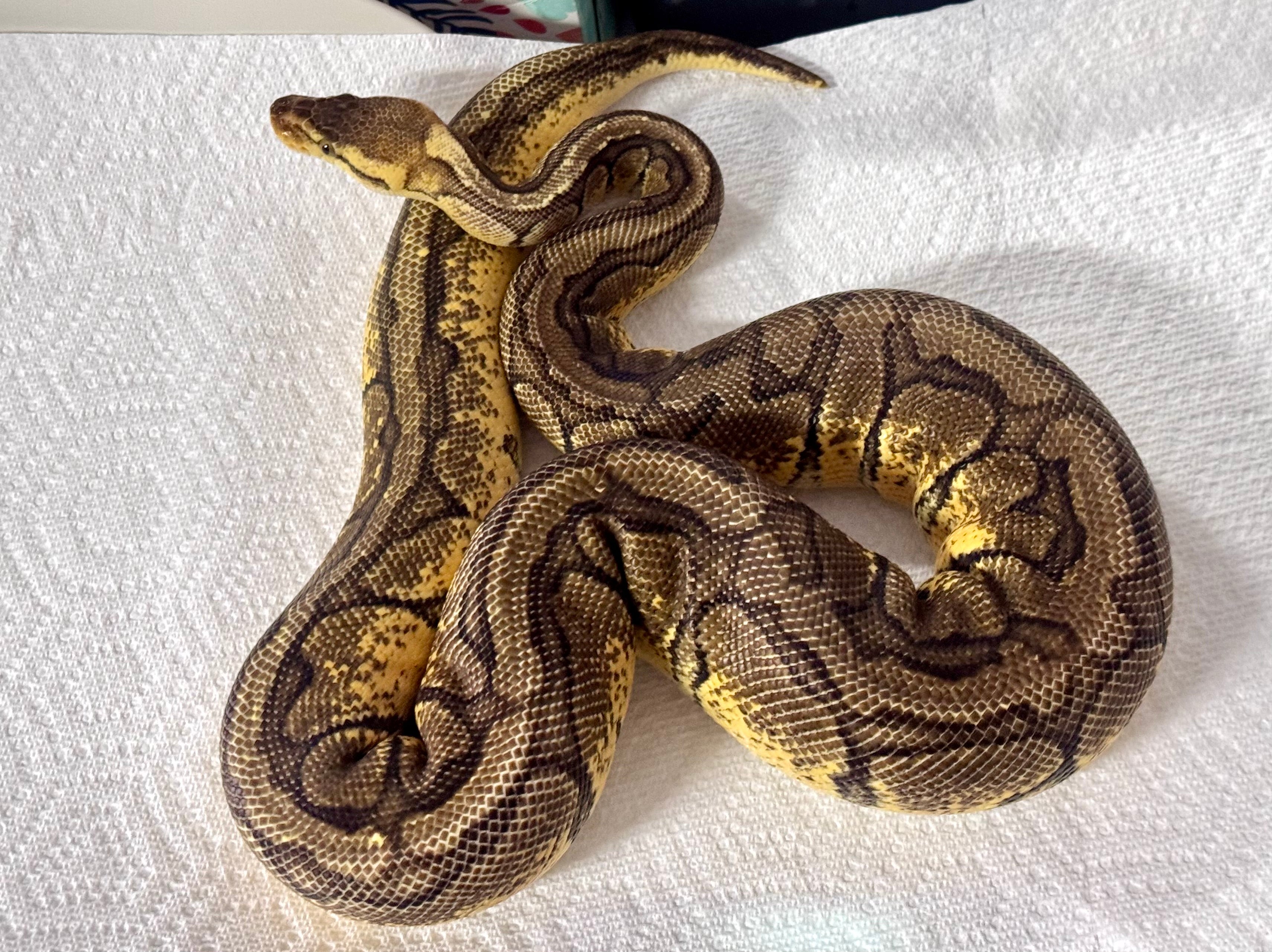 880g Pastel, Enchi, Pinstripe, Het DG-Female