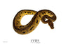 Red Stripe Clown, 50% het Hypo-Female