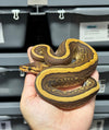 Cypress Redstripe YB het Clown-Female