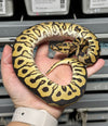 Spotnose Clown-Male