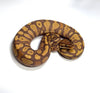 Ultramel Yellowbelly het Pied-Female