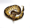 Clown Double Het G-Stripe Desert Ghost-Male